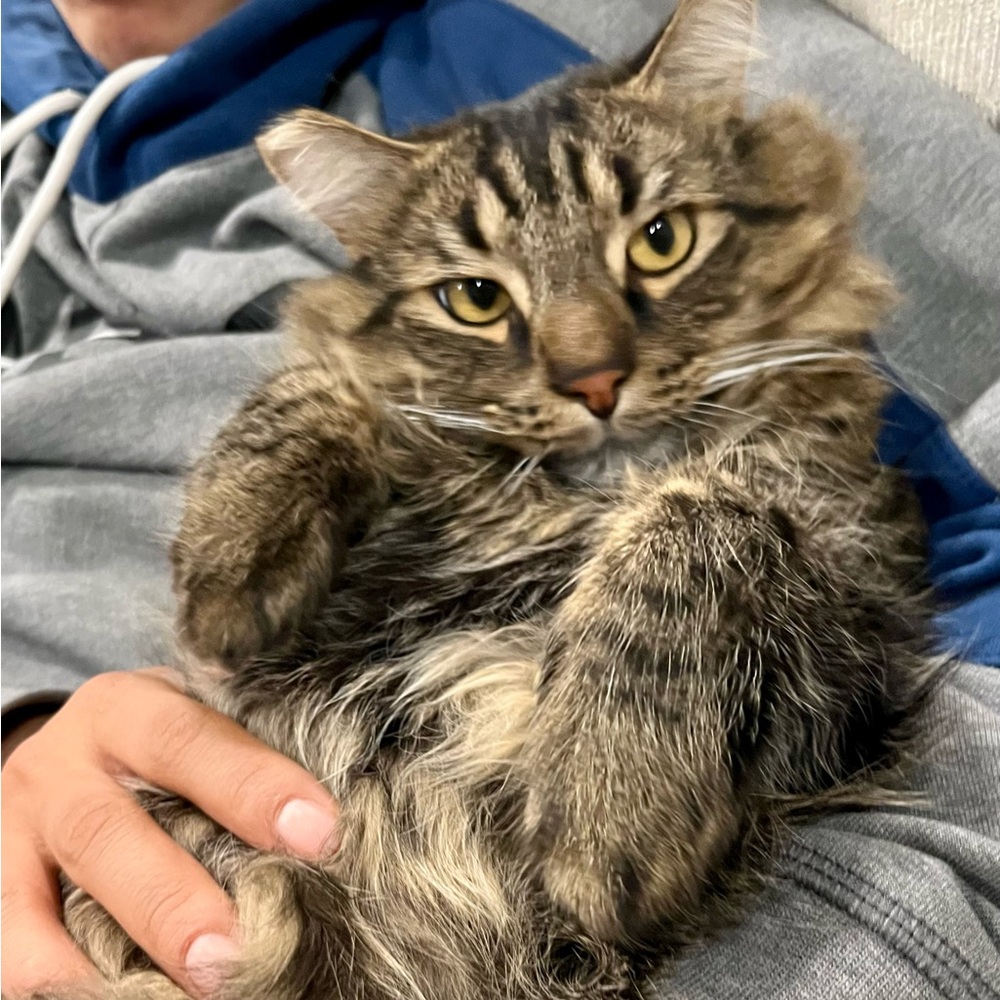 Meet your Posher, Melody